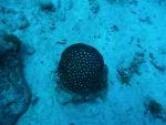 Губчатый корал