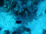 Трубчатый корал