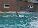 Сочинский дельфинарий, Утришский дельфинарий