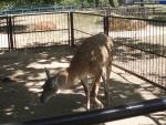 Зоопарк Аскания-Нова, зоопарк биосферного заповедника Аскания-Нова