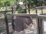 Зоопарк Аскания-Нова, зоопарк биосферного заповедника Аскания-Нова