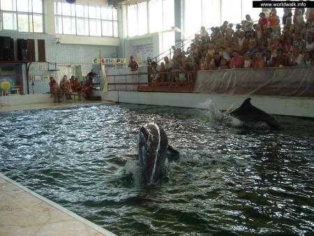 Фото: Карадагский дельфинарий