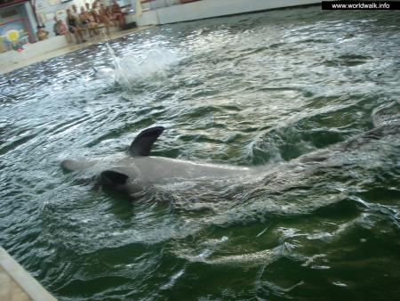 Фото: Карадагский дельфинарий