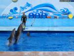 Севастопольский дельфинарий в Артбухте