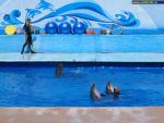 Севастопольский дельфинарий в Артбухте
